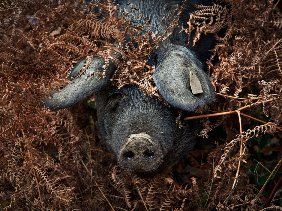 photo porc noir de bigorre fougères.